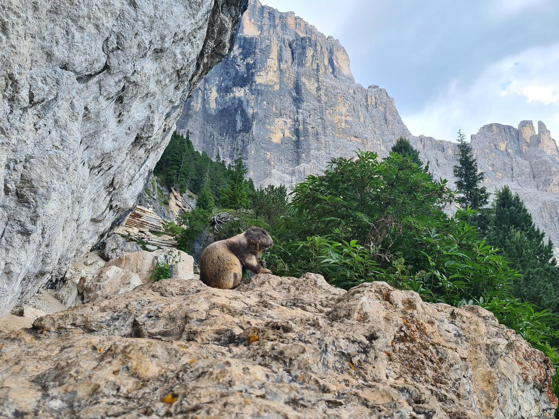 The waterfalls at Passo Sello is the best place in the Fassa Valley to see marmots