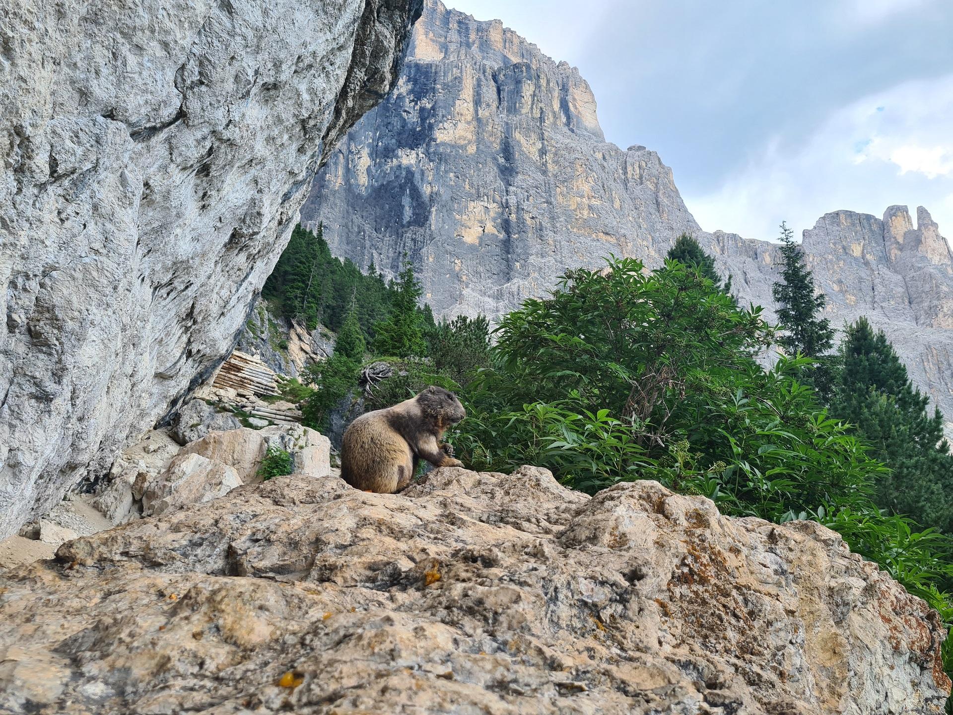 Die Wasserfälle am Passo Sello sind der beste Ort im Fassatal, um Murmeltiere zu beobachten