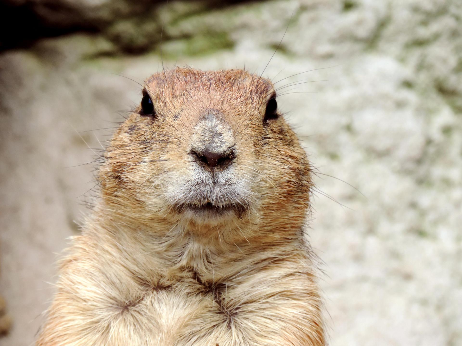 Marmotte in Val di Fassa