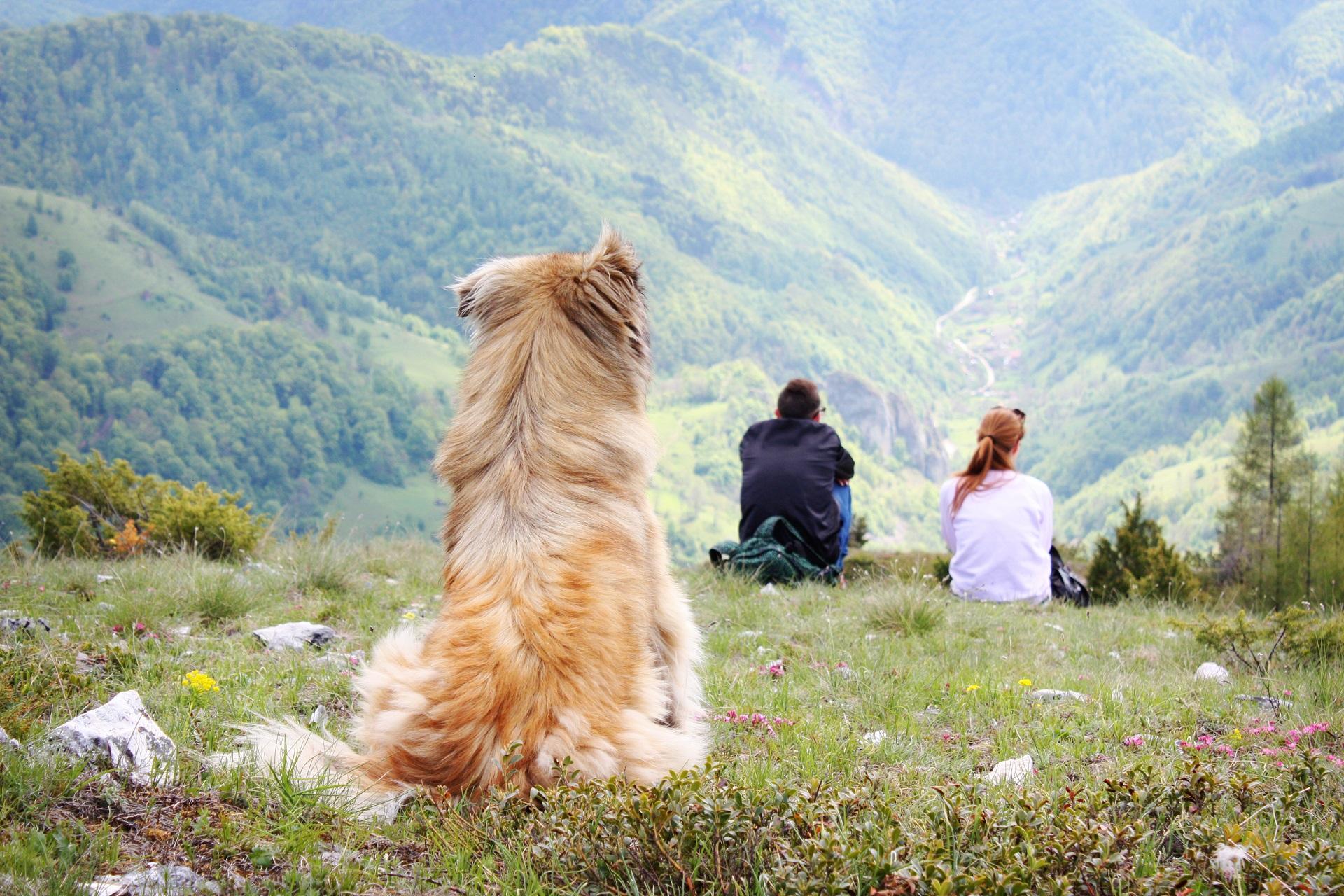 Offerte per appartamenti con cane Val di Fassa, Dolomiti