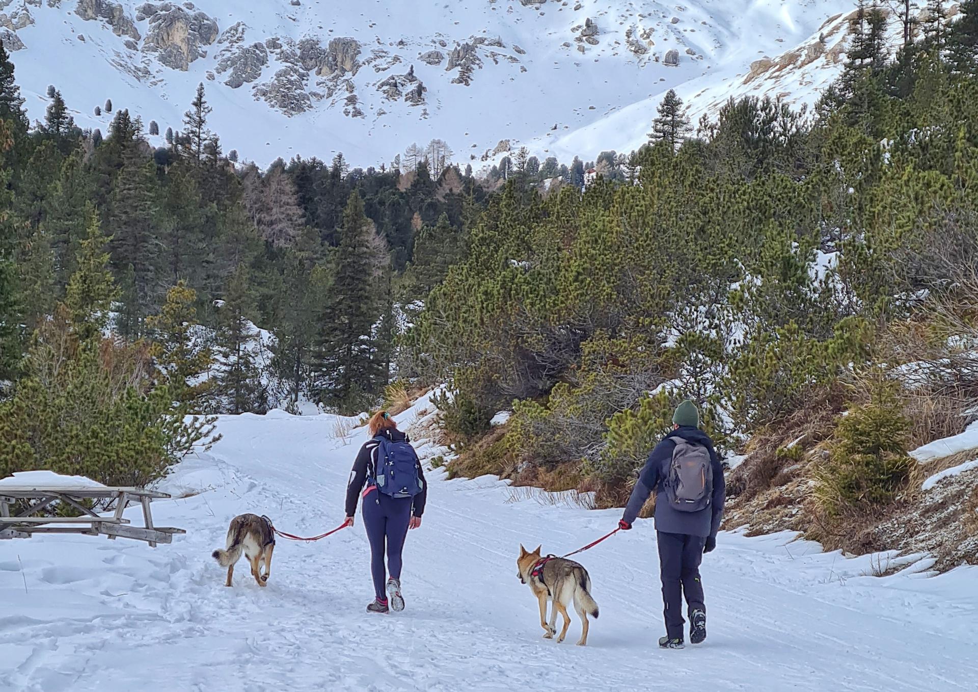 Зимние прогулки в горах Валь-ди-Фасса с собакой 