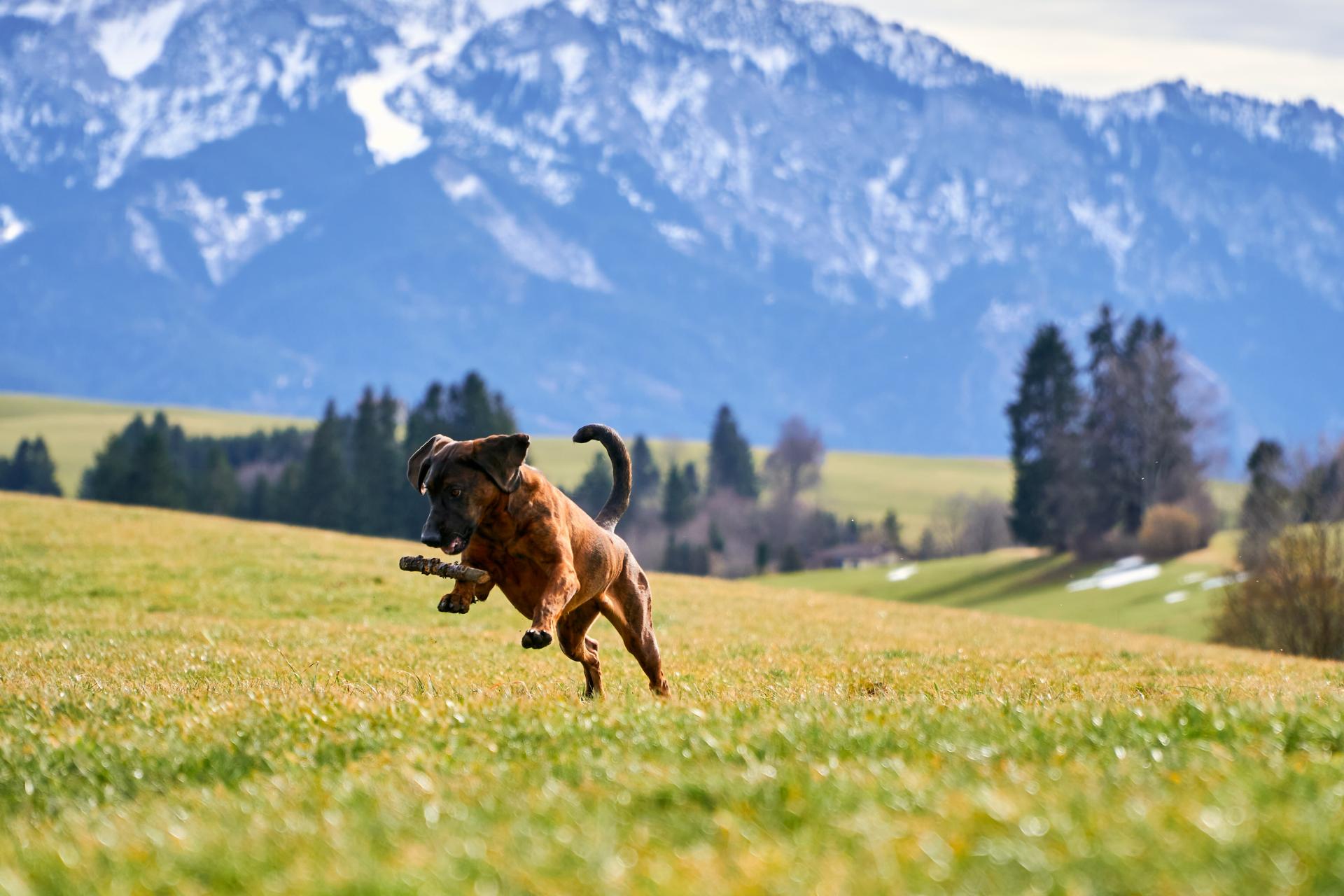 Vacanze con cane in appartamento in Val di Fassa