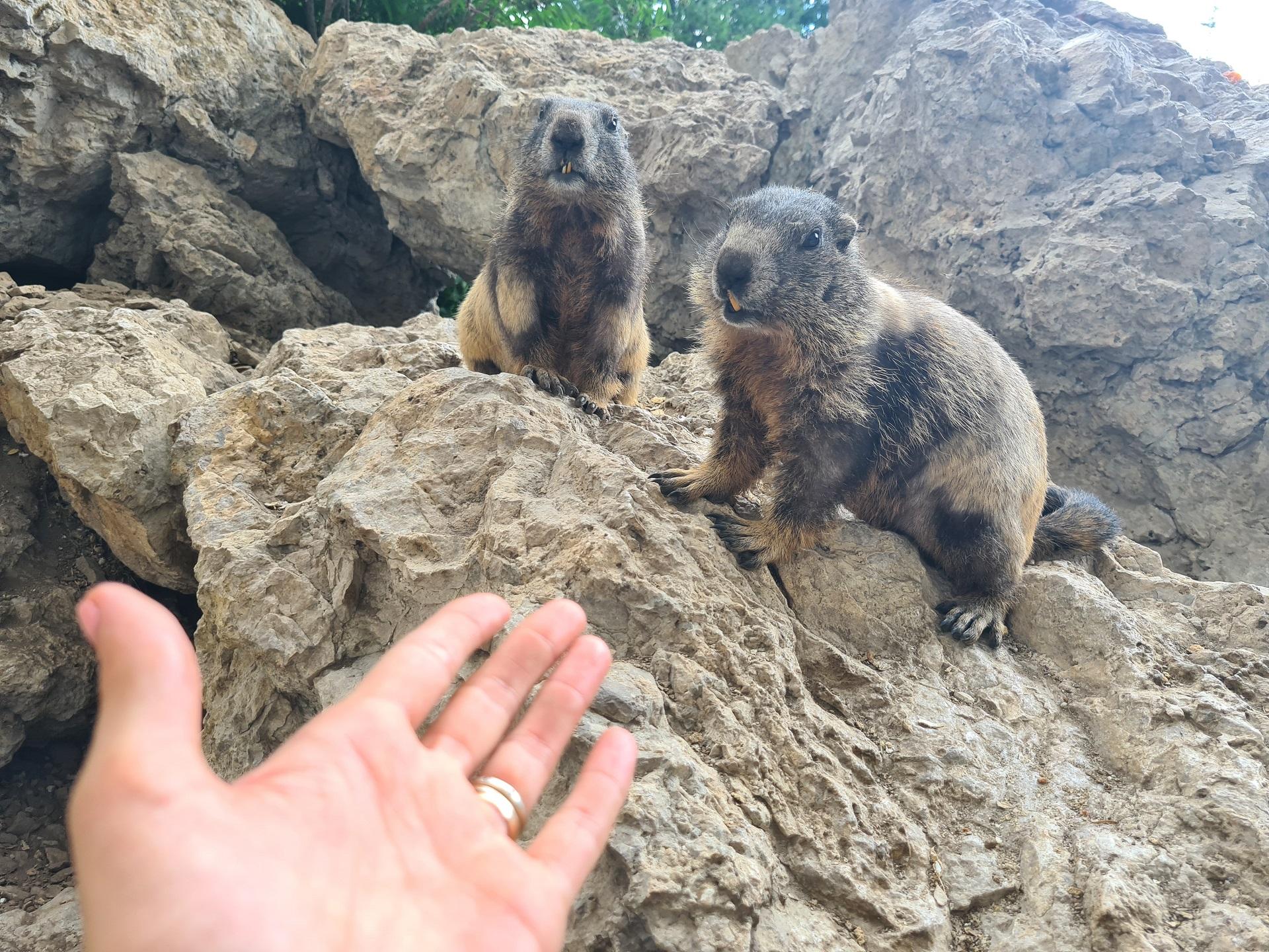 Seeing and photographing marmots up close in Val di Fassa