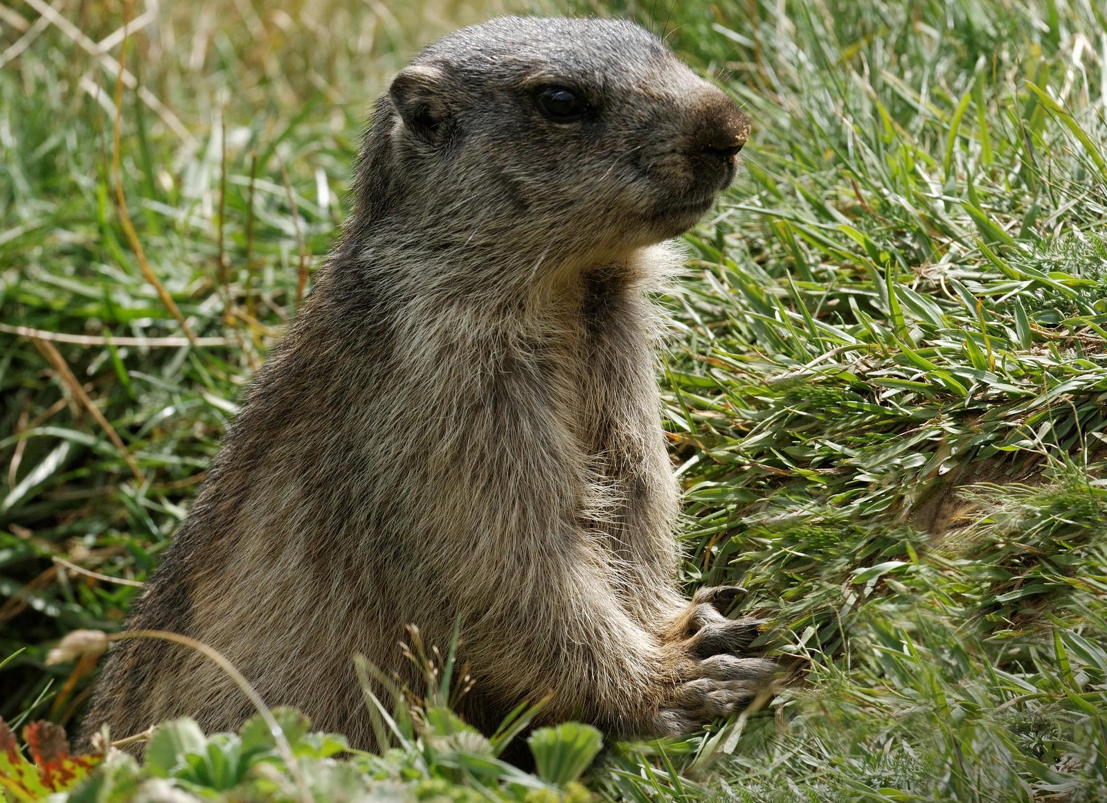 Marmotte in Val di Fassa