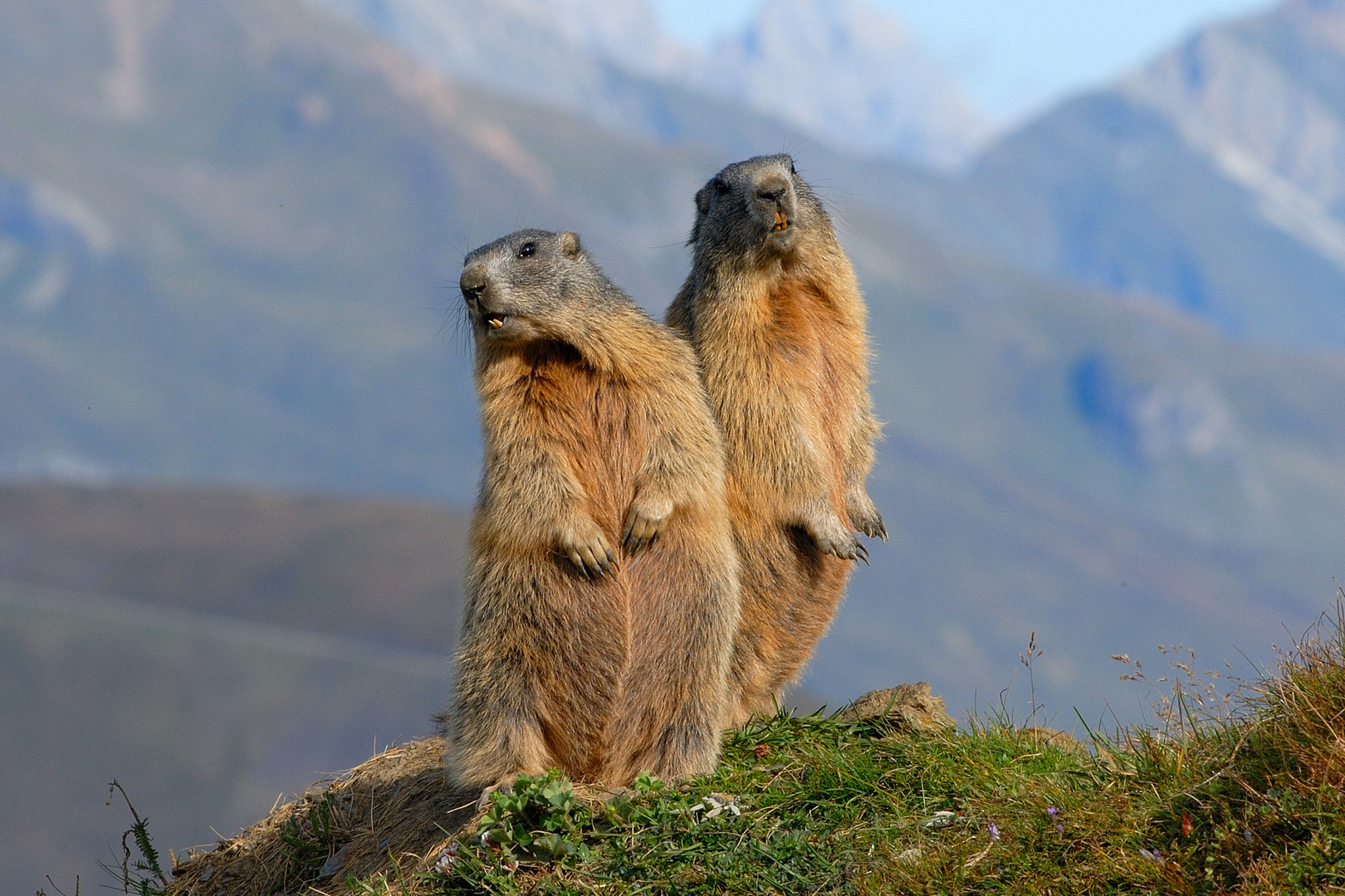 Marmotte in Val di Fassa